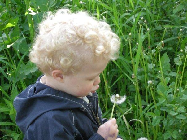 Dandelions. Summer 2007. Lincoln Marsh.