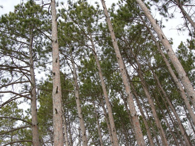 Pine Needles. Spring of 2011. Morton Arboretum.