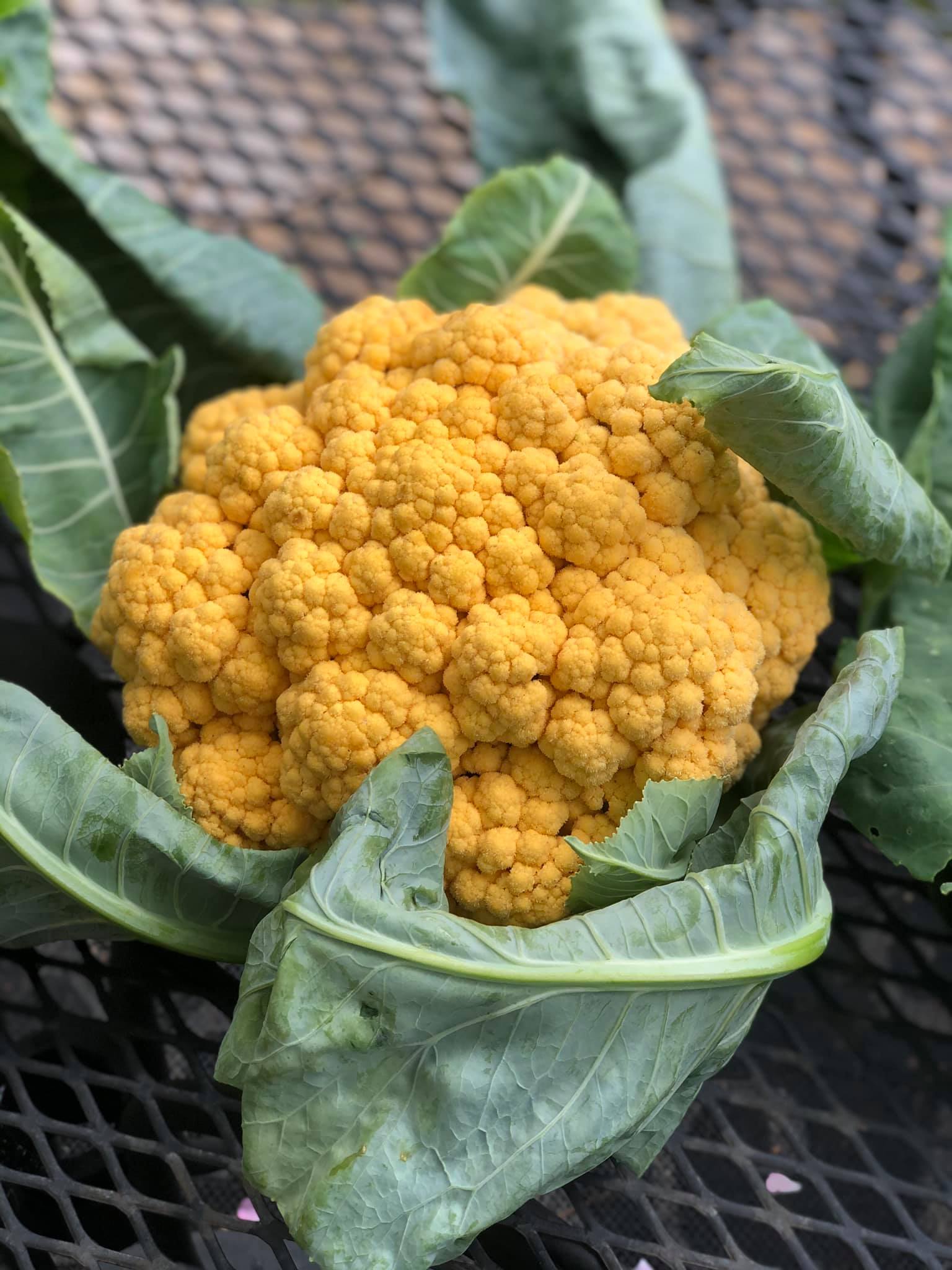 Golden Cauliflower